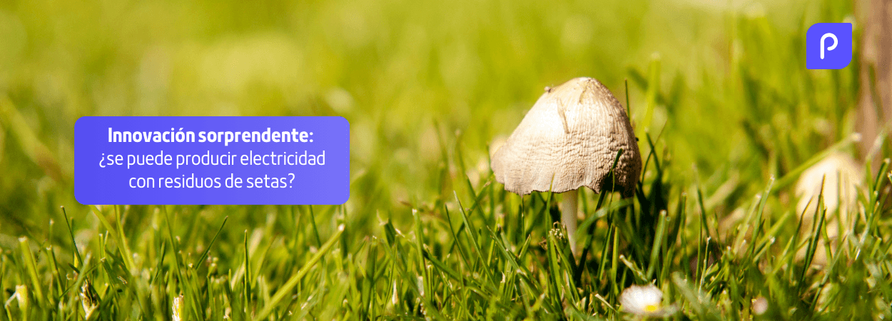Innovación sorprendente: ¿se puede producir electricidad con residuos de setas?